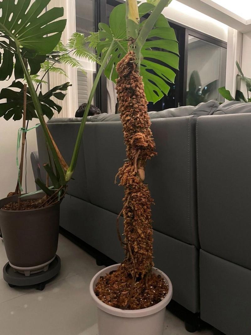 龟背竹怎么养成老桩，龟背竹老桩如何快速生根-第2张图片-优品飞百科