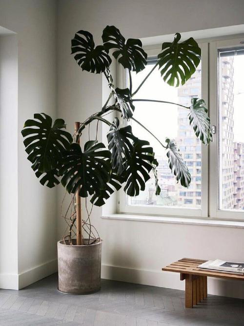 龟背竹怎么养成老桩，龟背竹老桩如何快速生根-第3张图片-优品飞百科