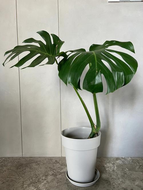 龟背竹怎么养成老桩，龟背竹老桩如何快速生根-第4张图片-优品飞百科