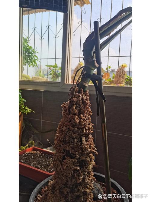 龟背竹怎么养成老桩，龟背竹老桩如何快速生根-第5张图片-优品飞百科