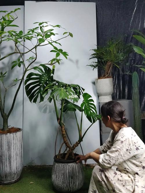 龟背竹怎么养成老桩，龟背竹老桩如何快速生根-第6张图片-优品飞百科