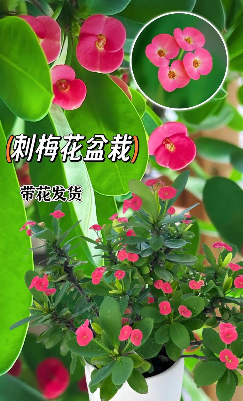 虎刺梅浇水方法？虎刺梅浇水怎么看情况浇呢？