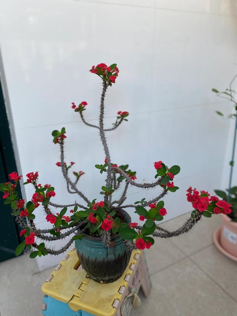 虎刺梅浇水方法？虎刺梅浇水怎么看情况浇呢？-第3张图片-优品飞百科