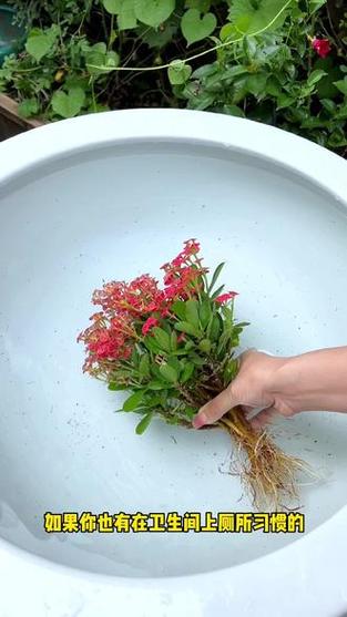 虎刺梅浇水方法？虎刺梅浇水怎么看情况浇呢？-第2张图片-优品飞百科