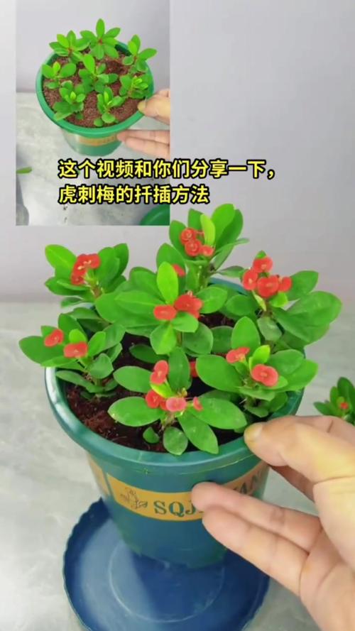 虎刺梅浇水方法？虎刺梅浇水怎么看情况浇呢？-第4张图片-优品飞百科