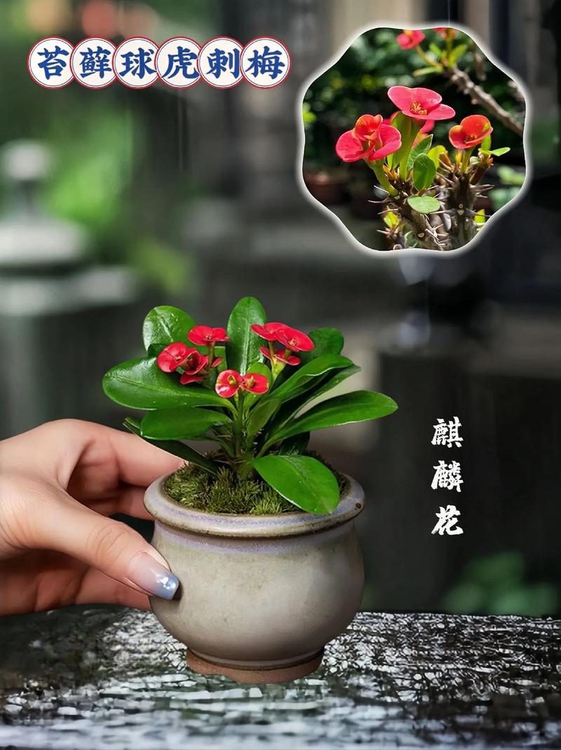 虎刺梅浇水方法？虎刺梅浇水怎么看情况浇呢？-第5张图片-优品飞百科