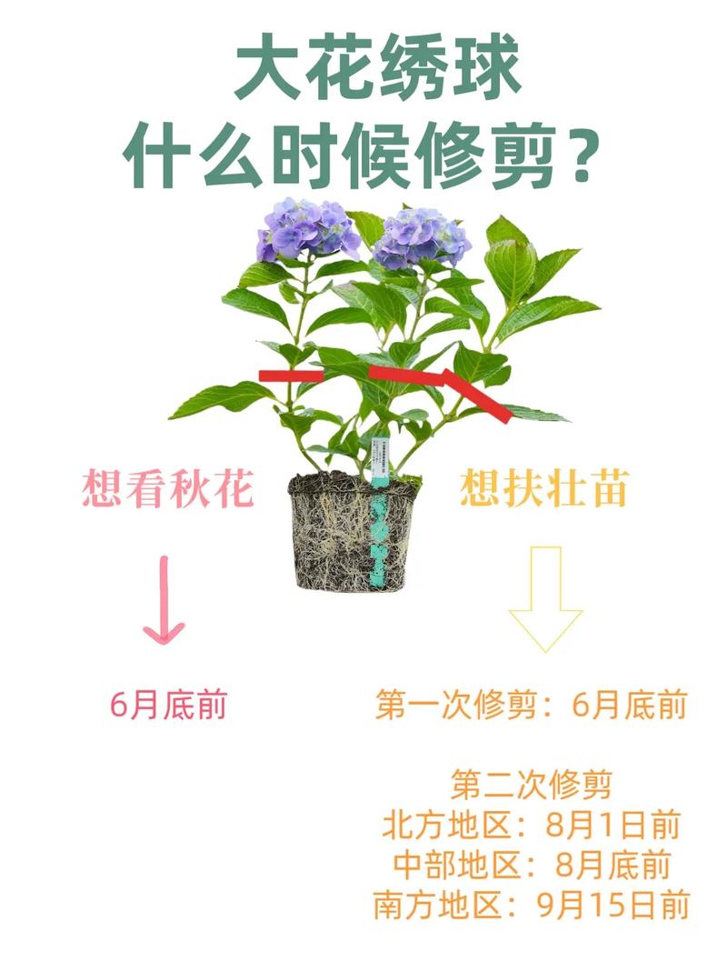 绣球花的修剪方法，绣球花的修剪方法图解？