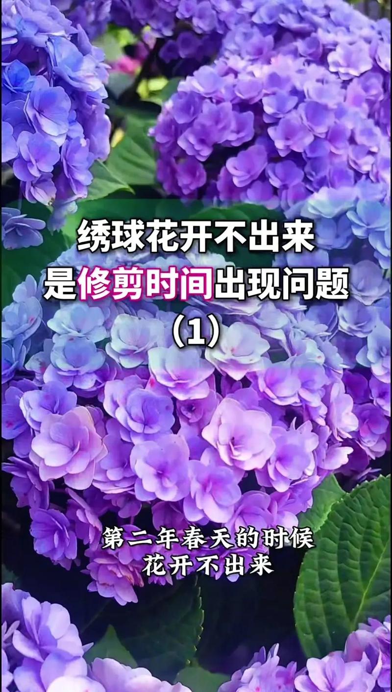 绣球花的修剪方法,绣球花的修剪方法图解?-第2张图片-优品飞百科 绣球花的修剪方法,绣球花的修剪方法图解?-第2张图片-优品飞百科