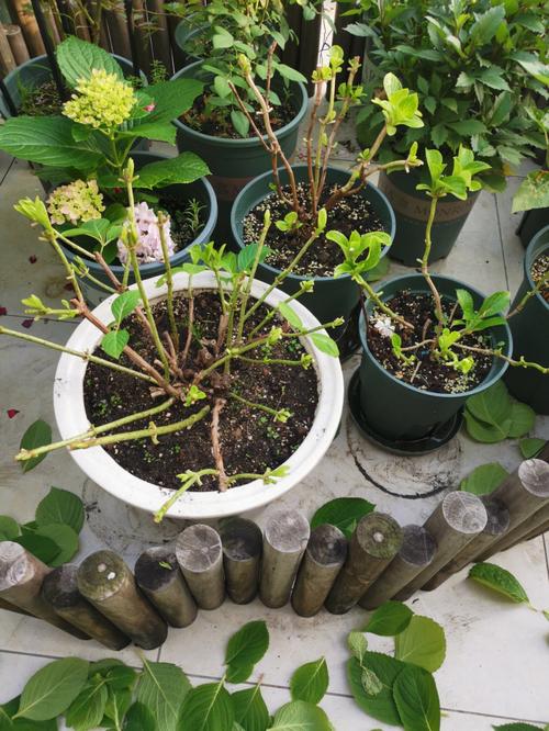 绣球花的修剪方法,绣球花的修剪方法图解?-第4张图片-优品飞百科 绣球花的修剪方法,绣球花的修剪方法图解?-第4张图片-优品飞百科