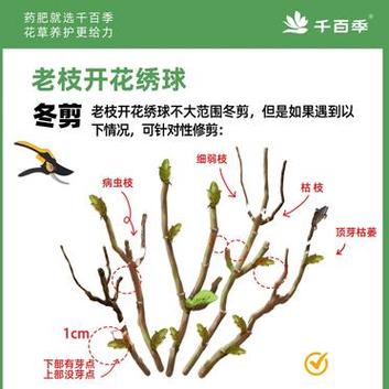 绣球花的修剪方法,绣球花的修剪方法图解?-第5张图片-优品飞百科 绣球花的修剪方法,绣球花的修剪方法图解?-第5张图片-优品飞百科
