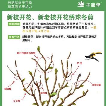 绣球花的修剪方法,绣球花的修剪方法图解?-第6张图片-优品飞百科 绣球花的修剪方法,绣球花的修剪方法图解?-第6张图片-优品飞百科