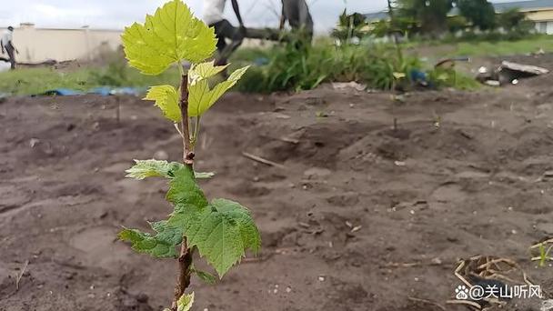 南方葡萄树什么时候移栽，南方种葡萄什么时候种？