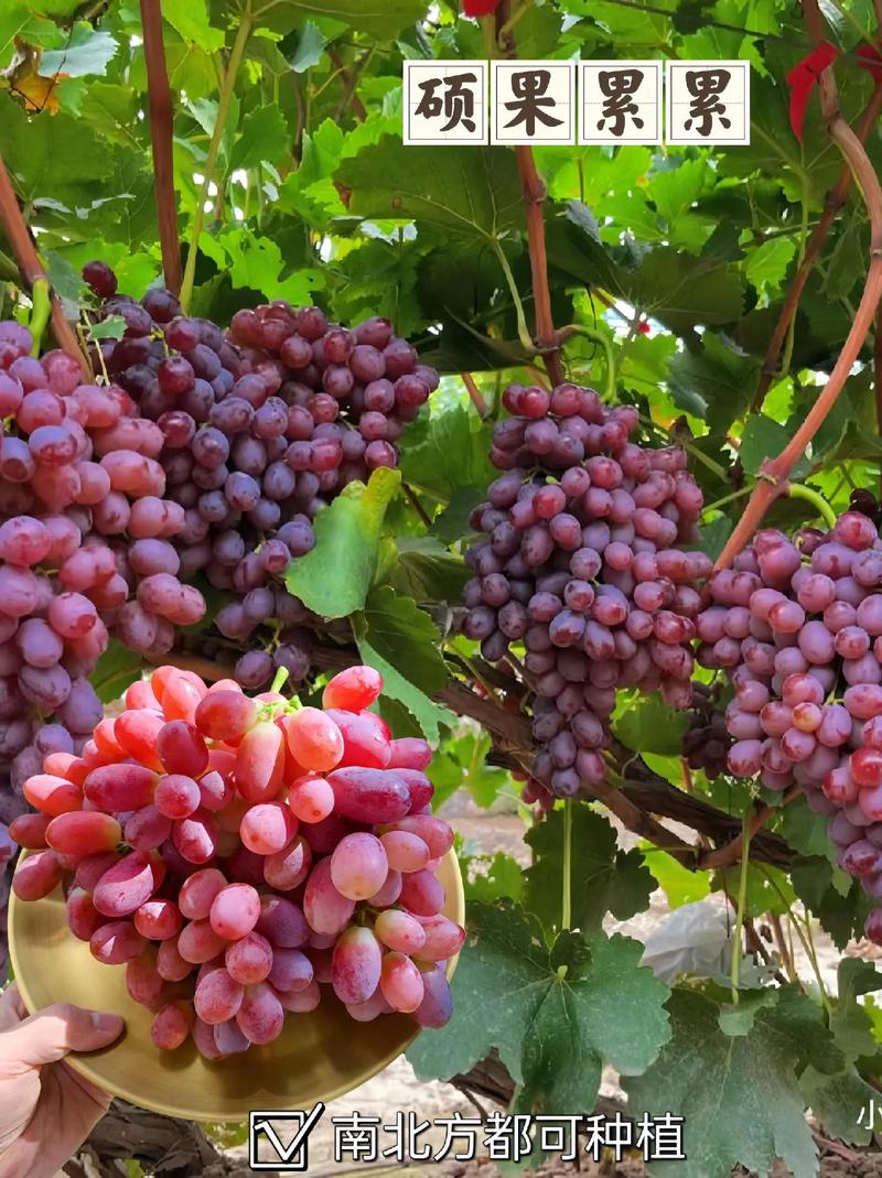 南方葡萄树什么时候移栽，南方种葡萄什么时候种？-第2张图片-优品飞百科