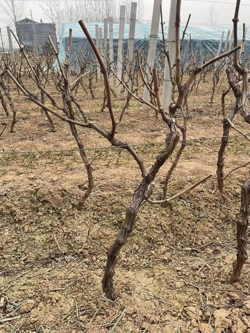 南方葡萄树什么时候移栽，南方种葡萄什么时候种？-第3张图片-优品飞百科