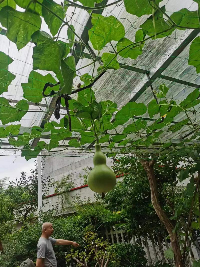 南方葡萄树什么时候移栽，南方种葡萄什么时候种？-第4张图片-优品飞百科