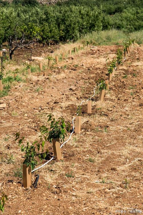 南方葡萄树什么时候移栽，南方种葡萄什么时候种？-第5张图片-优品飞百科