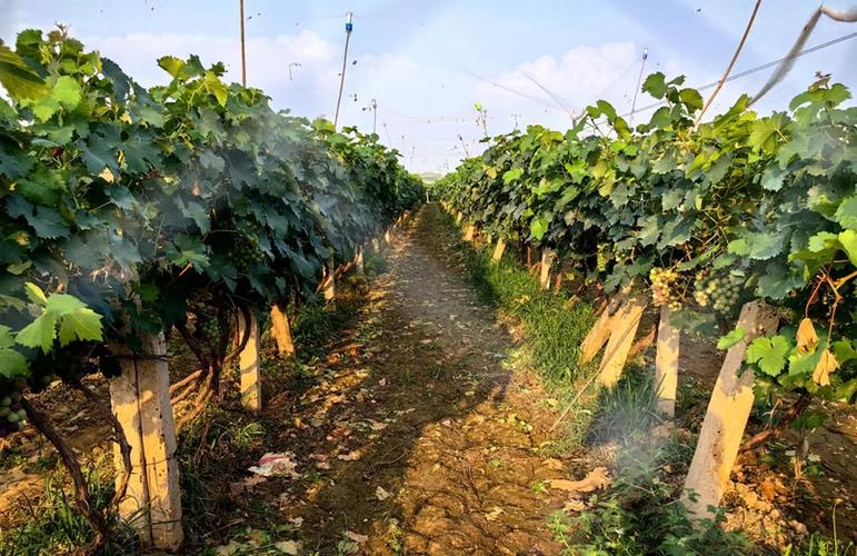 南方葡萄树什么时候移栽，南方种葡萄什么时候种？-第6张图片-优品飞百科