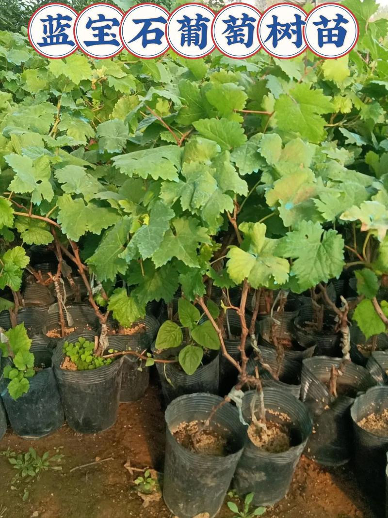 南方葡萄树什么时候移栽，南方种葡萄什么时候种？-第7张图片-优品飞百科