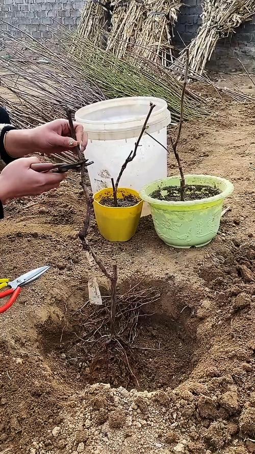 南方葡萄树什么时候移栽，南方种葡萄什么时候种？-第8张图片-优品飞百科