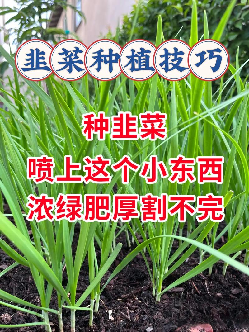 韭菜栽培完怎样管理，韭菜栽种后多久可浇水