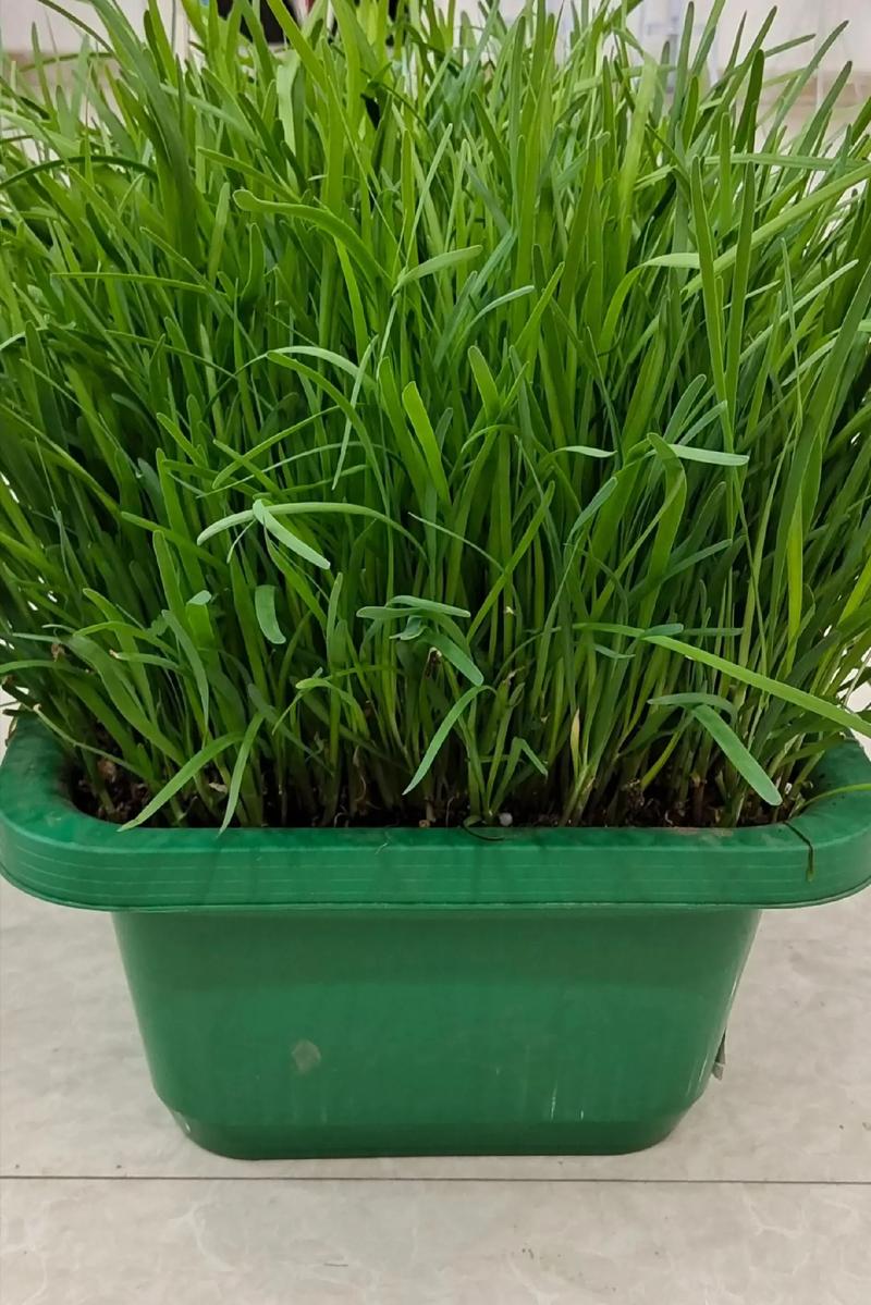 韭菜栽培完怎样管理,韭菜栽种后多久可浇水-第3张图片-优品飞百科 韭菜栽培完怎样管理,韭菜栽种后多久可浇水-第3张图片-优品飞百科