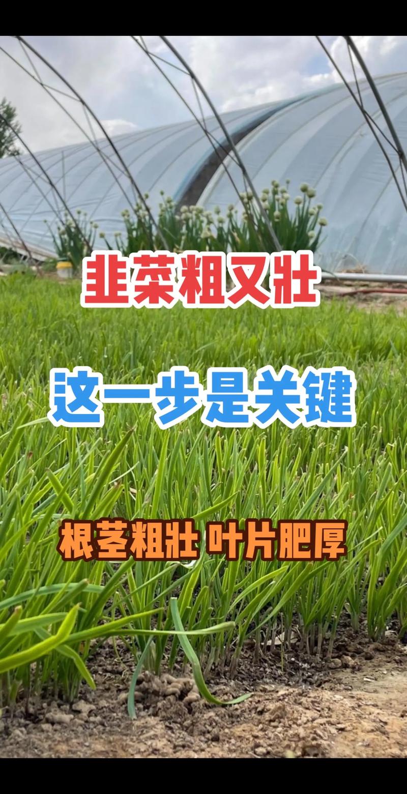 韭菜栽培完怎样管理,韭菜栽种后多久可浇水-第4张图片-优品飞百科 韭菜栽培完怎样管理,韭菜栽种后多久可浇水-第4张图片-优品飞百科