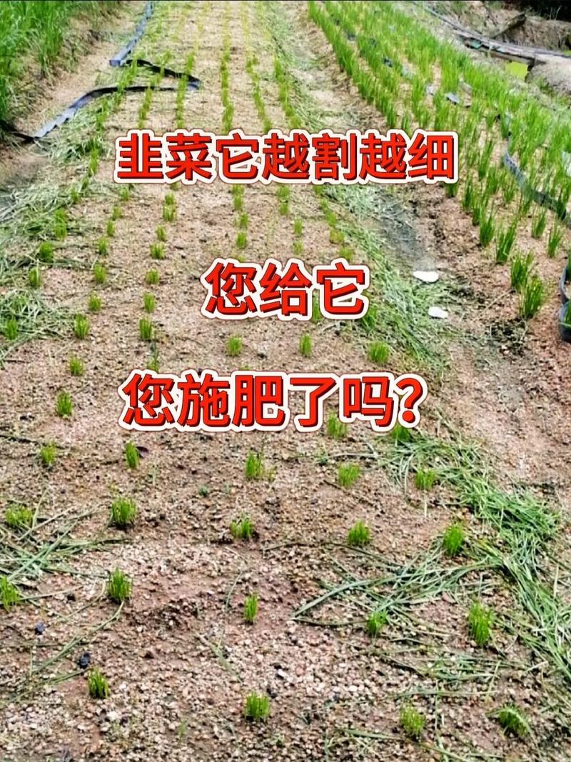 韭菜栽培完怎样管理,韭菜栽种后多久可浇水-第5张图片-优品飞百科 韭菜栽培完怎样管理,韭菜栽种后多久可浇水-第5张图片-优品飞百科