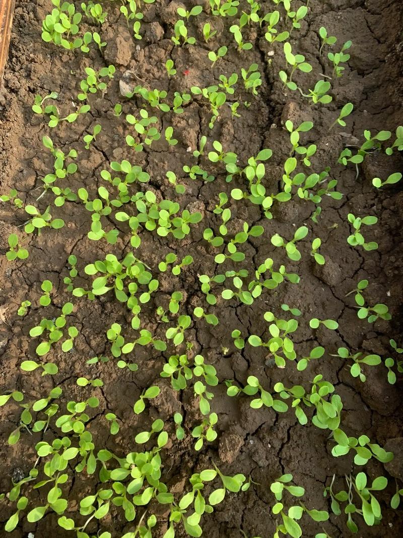 韭菜栽培完怎样管理,韭菜栽种后多久可浇水-第7张图片-优品飞百科 韭菜栽培完怎样管理,韭菜栽种后多久可浇水-第7张图片-优品飞百科