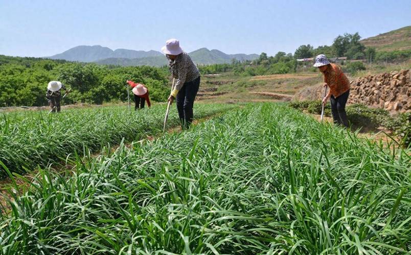韭菜栽培完怎样管理,韭菜栽种后多久可浇水-第8张图片-优品飞百科 韭菜栽培完怎样管理,韭菜栽种后多久可浇水-第8张图片-优品飞百科