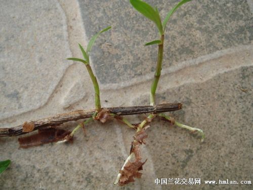 石斛扦插前要晾干吗，石斛扦插前要晾干吗？-第3张图片-优品飞百科