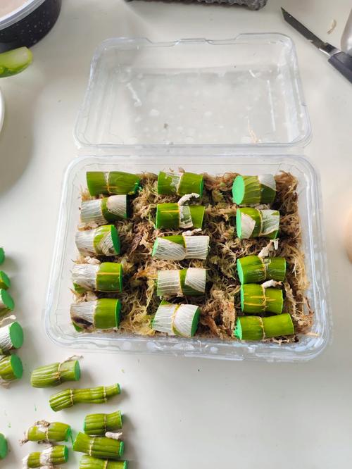 石斛扦插前要晾干吗，石斛扦插前要晾干吗？-第7张图片-优品飞百科