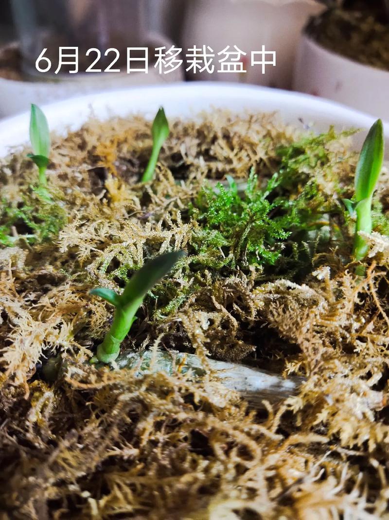 石斛扦插前要晾干吗，石斛扦插前要晾干吗？-第8张图片-优品飞百科