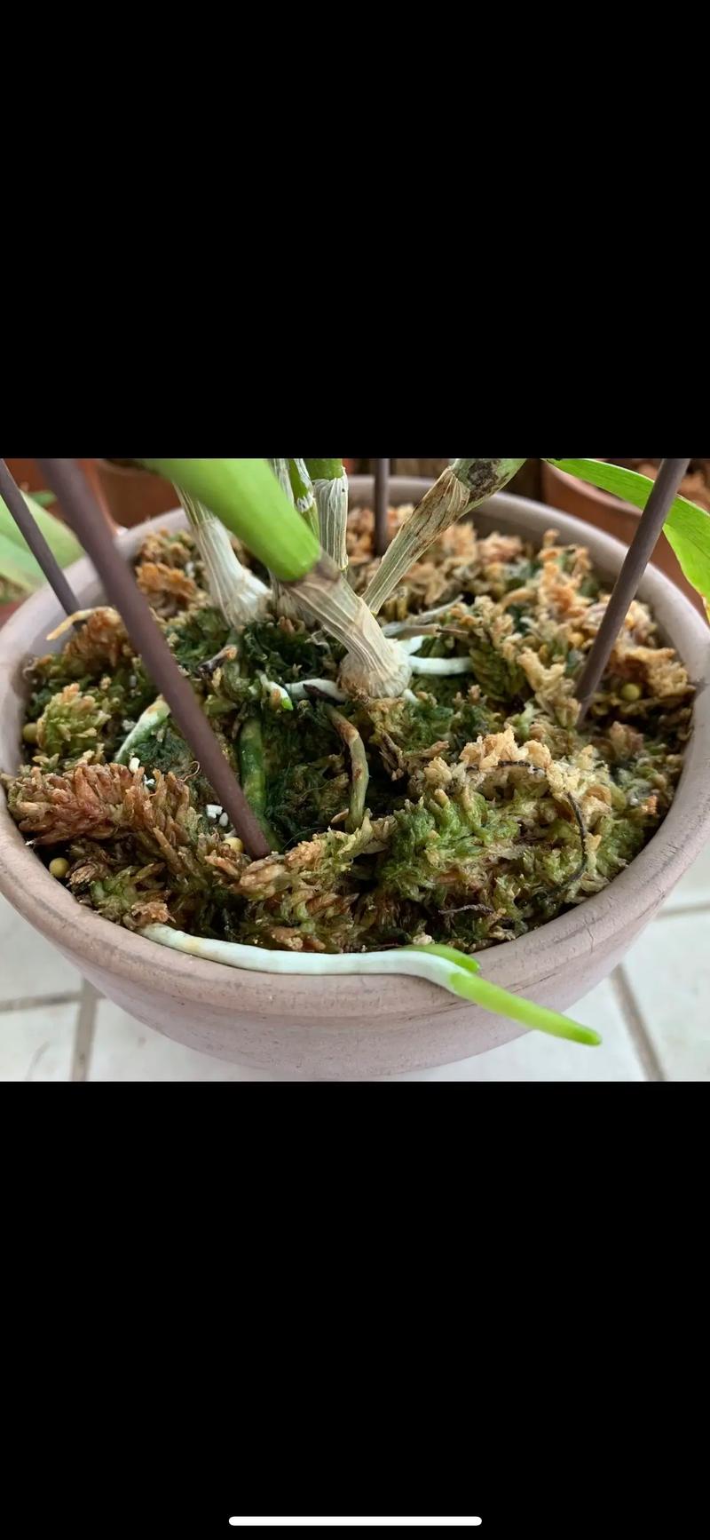 新上盆的石斛怎么浇水，新上盆的石斛怎么浇水好？