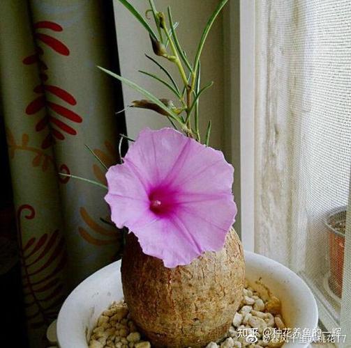 新上盆的石斛怎么浇水，新上盆的石斛怎么浇水好？-第2张图片-优品飞百科