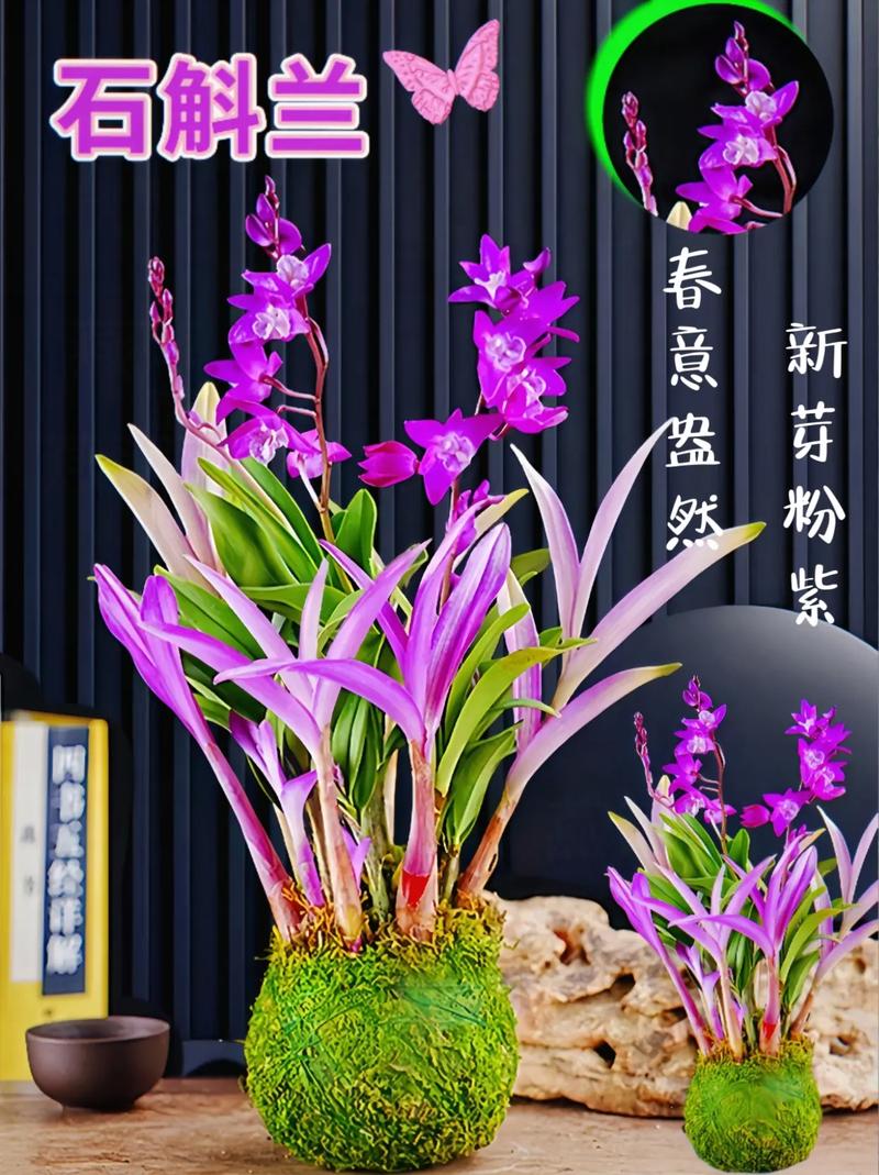 新上盆的石斛怎么浇水，新上盆的石斛怎么浇水好？-第3张图片-优品飞百科