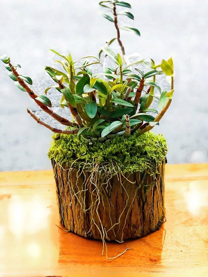 新上盆的石斛怎么浇水，新上盆的石斛怎么浇水好？-第4张图片-优品飞百科