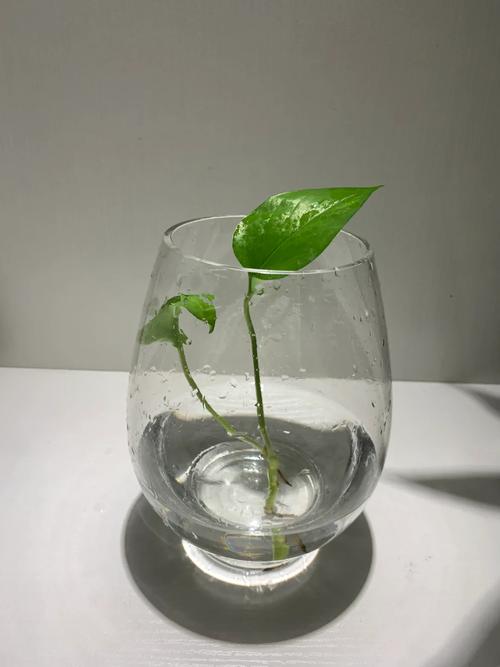 大叶绿萝插水里能活吗，大叶绿萝可以用水养吗?？-第4张图片-优品飞百科