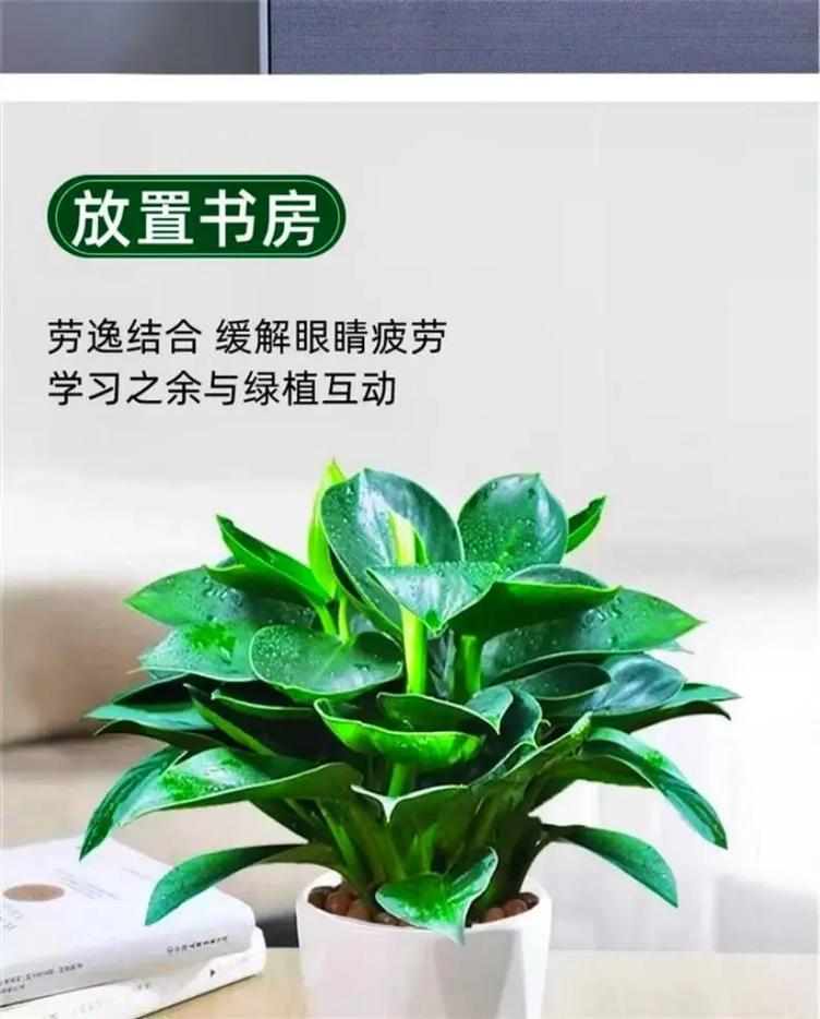 大叶绿萝插水里能活吗，大叶绿萝可以用水养吗?？-第3张图片-优品飞百科