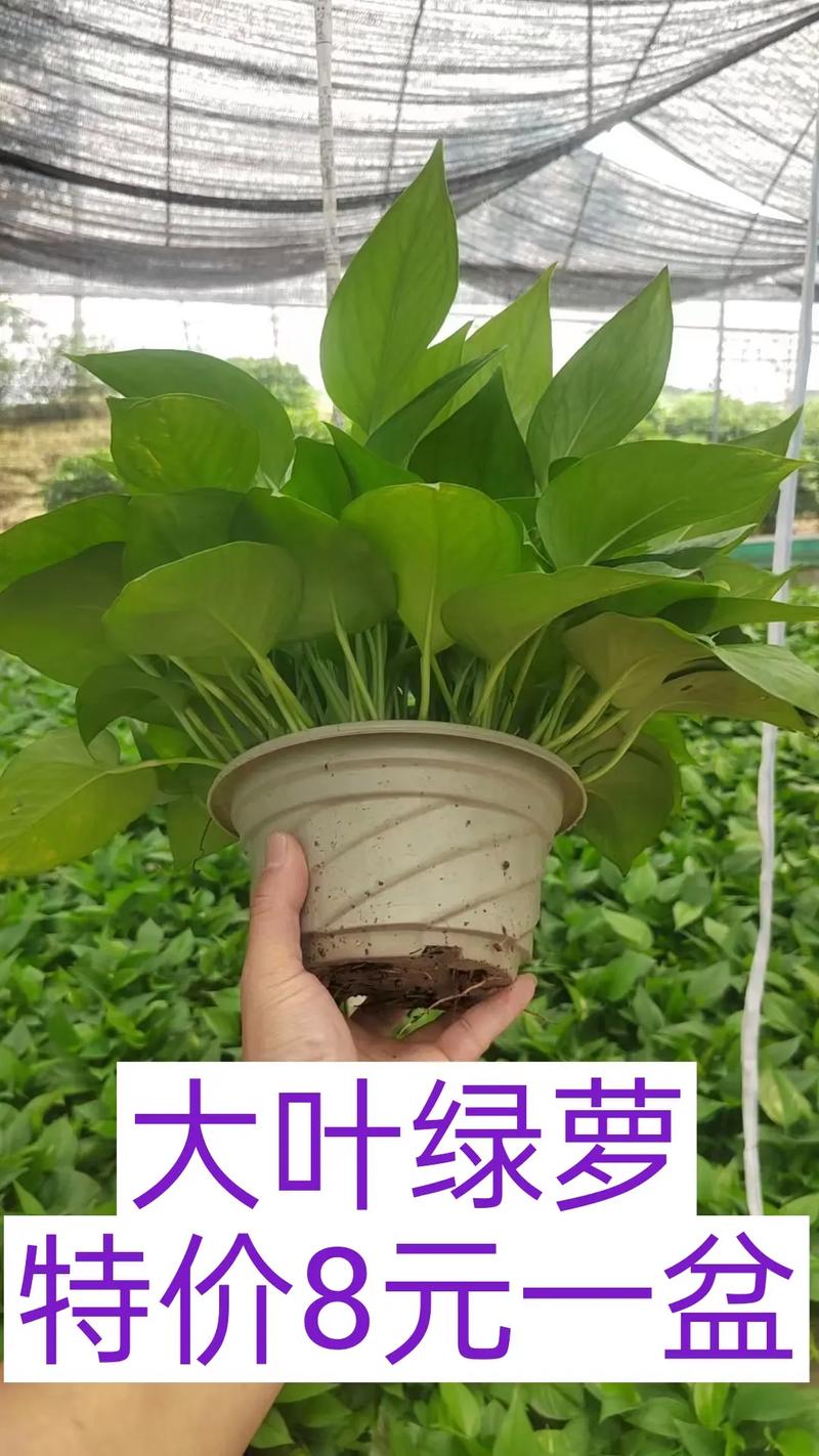 大叶绿萝插水里能活吗，大叶绿萝可以用水养吗?？-第6张图片-优品飞百科