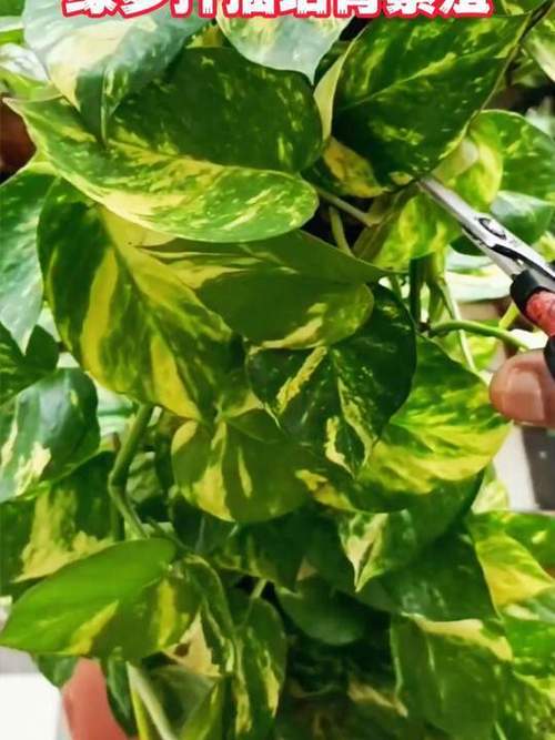 大叶绿萝插水里能活吗，大叶绿萝可以用水养吗?？-第7张图片-优品飞百科