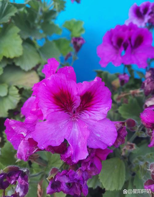 天竺葵怎么养？天竺葵怎么养才能开花？