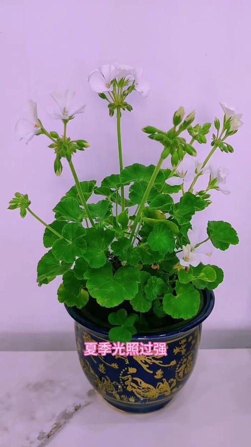 天竺葵怎么养？天竺葵怎么养才能开花？-第2张图片-优品飞百科