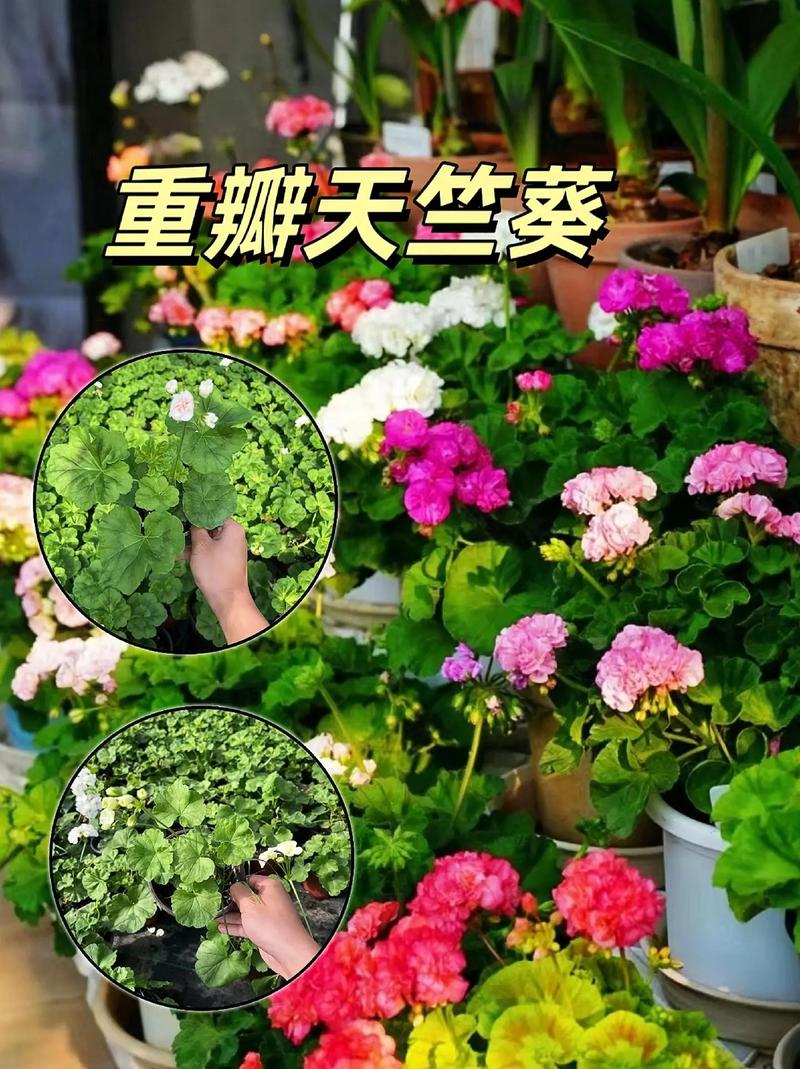 天竺葵怎么养？天竺葵怎么养才能开花？-第3张图片-优品飞百科