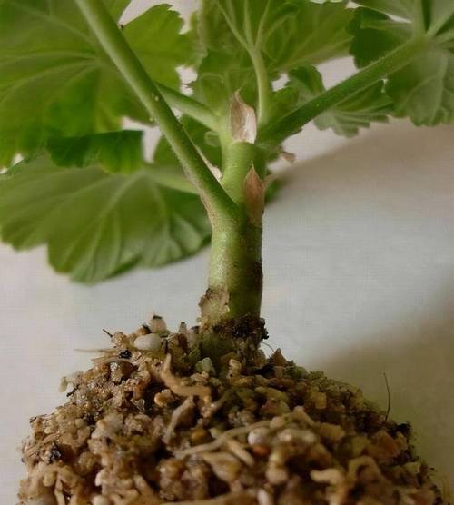 天竺葵怎么养？天竺葵怎么养才能开花？-第5张图片-优品飞百科