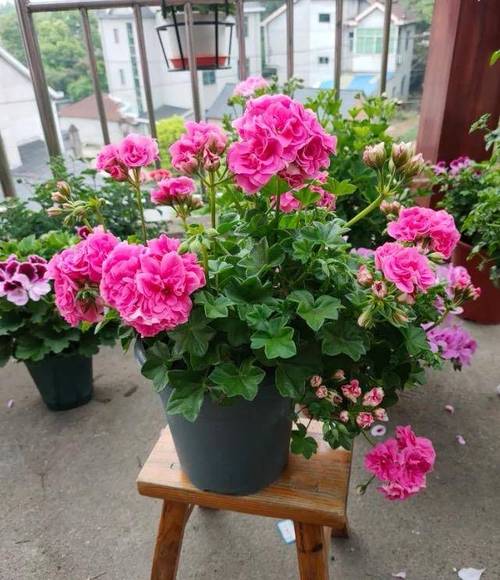 天竺葵怎么养？天竺葵怎么养才能开花？-第4张图片-优品飞百科