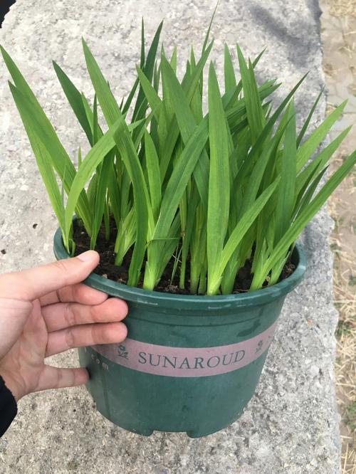 香雪兰怎么矮化，香雪兰矮化素不能随便用？