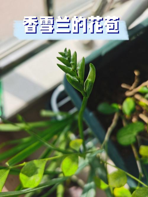 香雪兰怎么矮化，香雪兰矮化素不能随便用？-第2张图片-优品飞百科