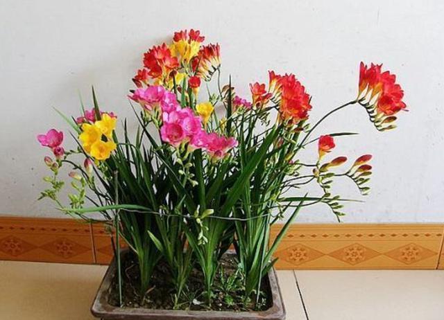 香雪兰怎么矮化，香雪兰矮化素不能随便用？-第3张图片-优品飞百科