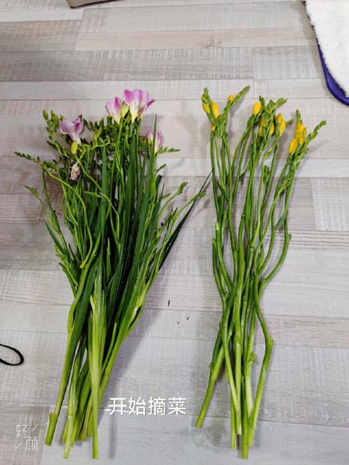 香雪兰怎么矮化，香雪兰矮化素不能随便用？-第6张图片-优品飞百科