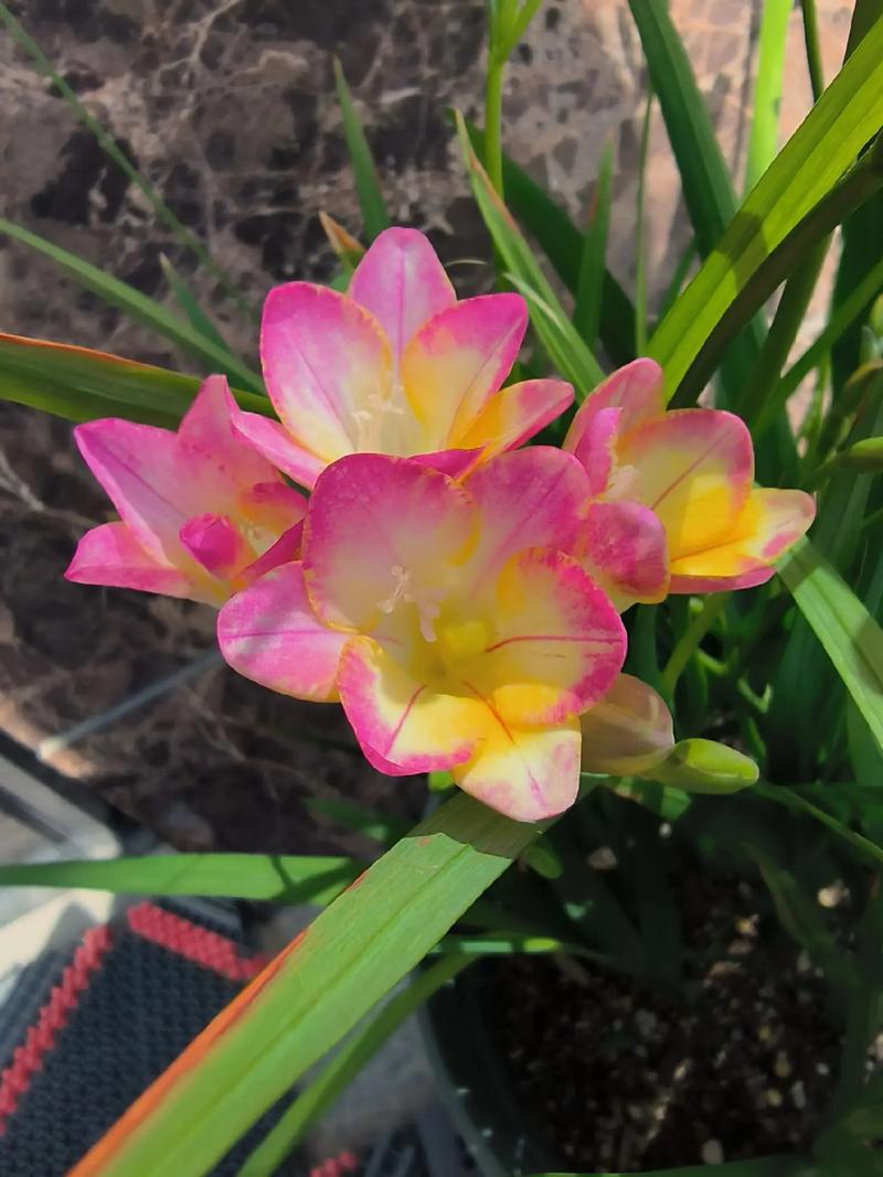 香雪兰怎么矮化，香雪兰矮化素不能随便用？-第5张图片-优品飞百科